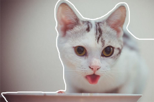 刚断奶的小猫吃什么