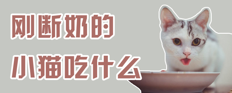 刚断奶的小猫吃什么