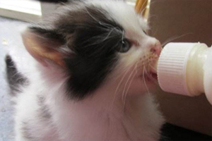 没断奶的小猫吃什么