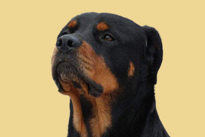 罗威纳怎么看品相