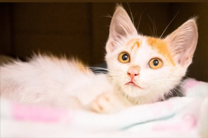 小猫断奶后吃什么食物