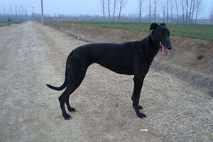 格力犬怎么洗澡