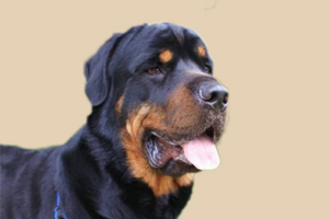 罗威纳怎么看年龄