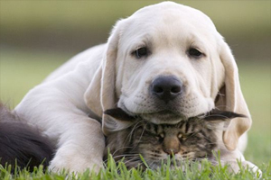 猫狗一起养要注意什么