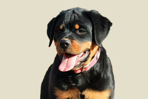 罗威纳怎么分辨好坏