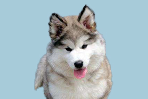 阿拉斯加不爱吃东西怎么办