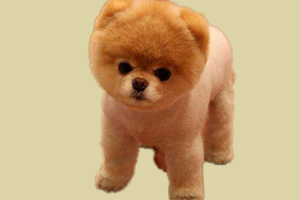 博美犬喜欢吃什么东西