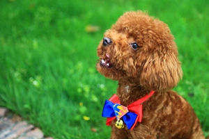 泰迪洗澡注意事项有哪些