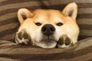 柴犬指甲怎么剪