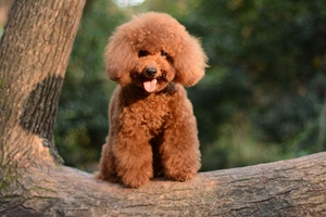 泰迪乱拉屎怎么办