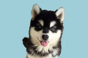 阿拉斯加犬不能吃什么