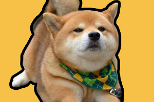 柴犬耳朵怎么立起来