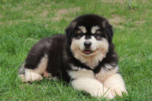 阿拉斯加犬不吃狗粮怎么办