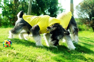 雪纳瑞口臭是什么原因