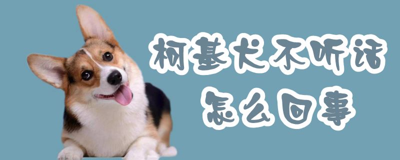 柯基犬不聽話怎麼回事