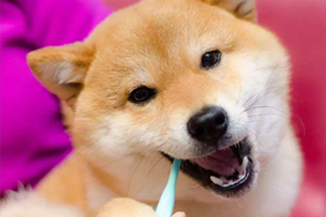 柴犬换牙注意什么
