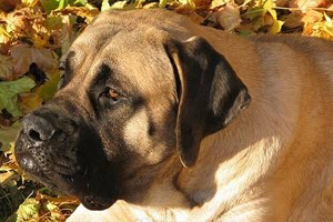 马士提夫獒犬优缺点有哪些