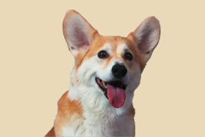 柯基可以吃什么蔬菜