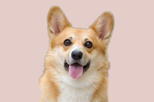 柯基可以吃什么食物