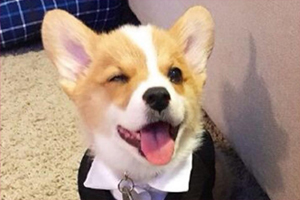 柯基指甲怎么剪