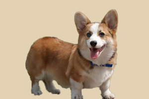 柯基幼犬怎么挑