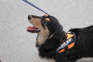 养巴吉度的注意事项有哪些