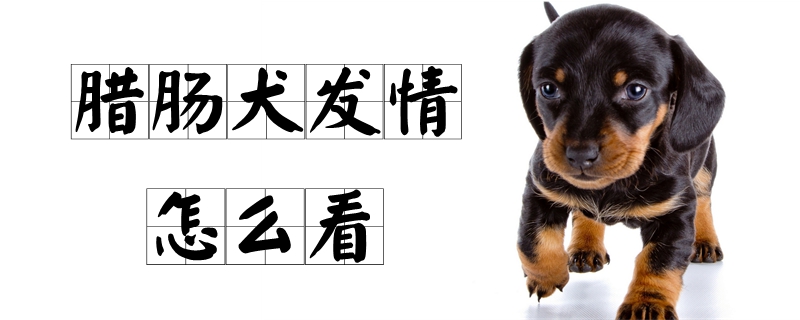 臘腸犬發情怎麼看