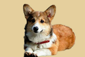 柯基犬什么不能吃