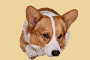 柯基犬不能吃的水果有哪些