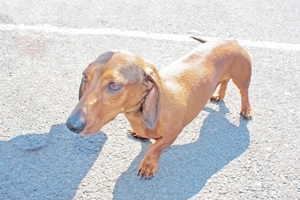 腊肠狗不吃狗粮怎么办