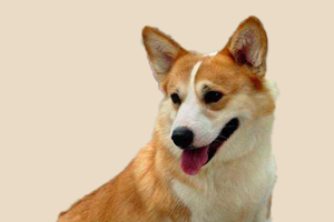 柯基犬可以吃什么