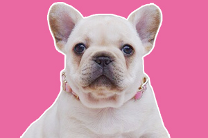 法国斗牛犬怎么看年龄