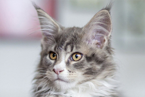 缅因猫怎么喂养