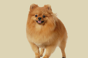 博美反群有什么禁忌吗