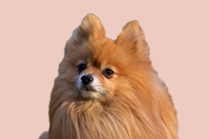 博美不爱动怎么办