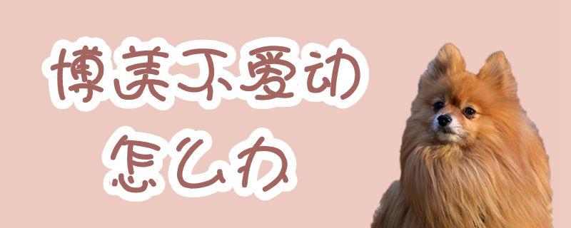 博美不爱动怎么办