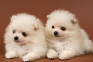 博美不爱吃东西怎么办