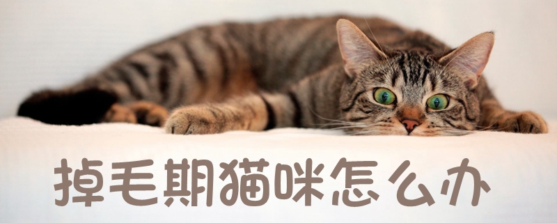 掉毛期猫咪怎么办