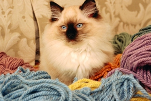 掉毛期猫咪怎么办