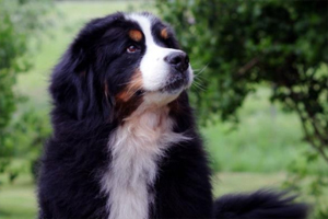 伯恩山犬怎么养