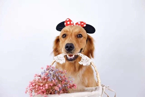 金毛换毛期怎么护理