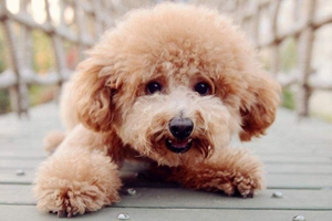 泰迪换牙要注意什么