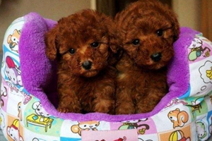 给泰迪洗澡注意什么