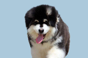 阿拉斯加不爱喝水怎么办