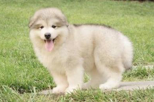 阿拉斯加不爱吃狗粮怎么办