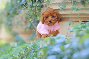 养泰迪犬的注意事项是什么