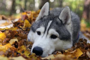 阿拉斯加换毛怎么办