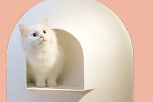 猫咪怎么训练上厕所