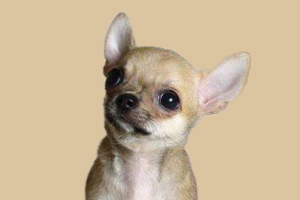 吉娃娃有什么缺点