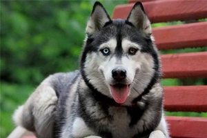 如何让哈士奇不拆家